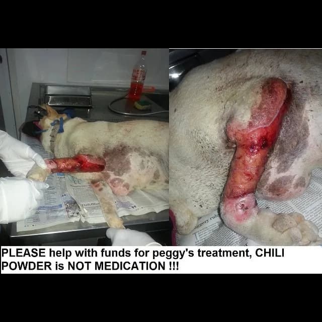 Meeka healed, healthy and safe at the shelter